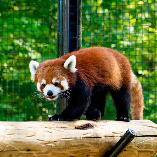 Red Panda at the Fort Wayne Children's Zoo